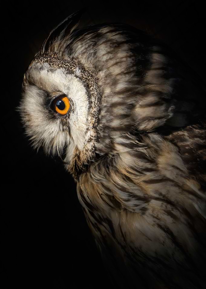 A night hunter