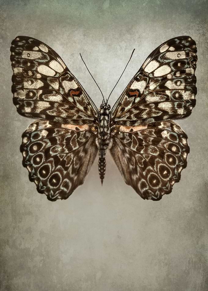Brown and beige beauty