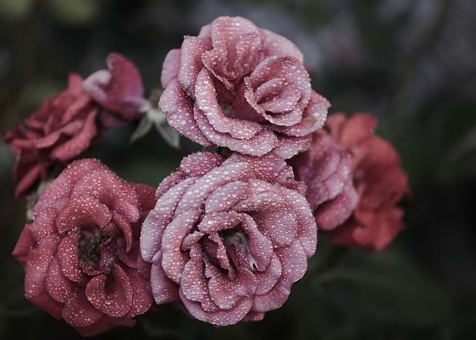 Misty Pale Pink Roses