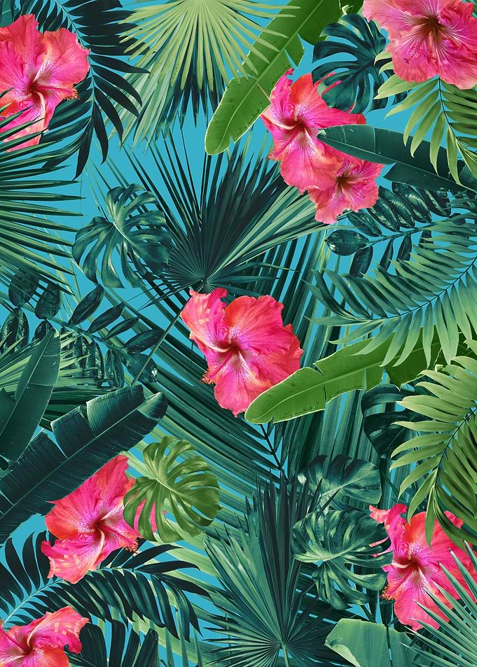 Tropical Hibiscus Flower 1