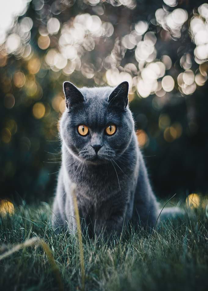 grey cat grass green