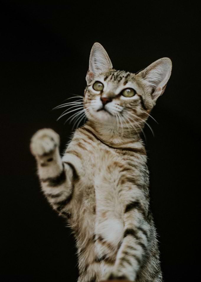up cat grey