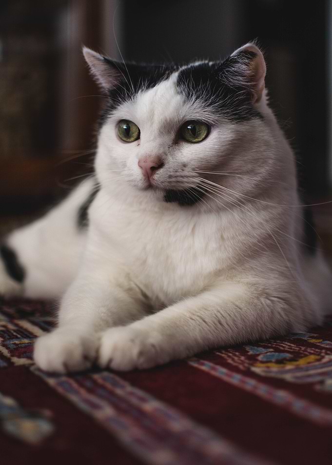 black white see cat