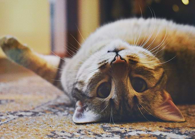 kitten tabby cat