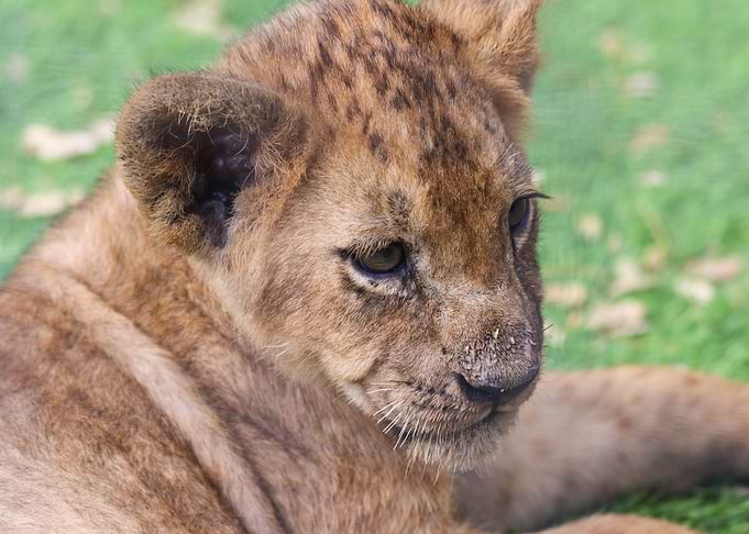 baby lion grey