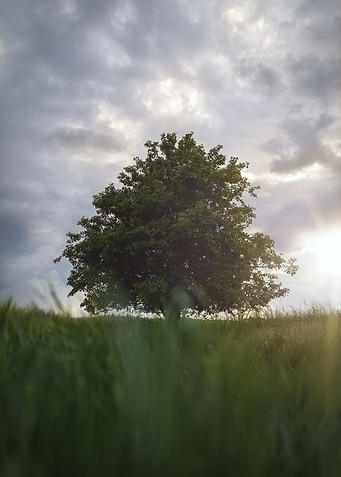 Single Tree Sunset