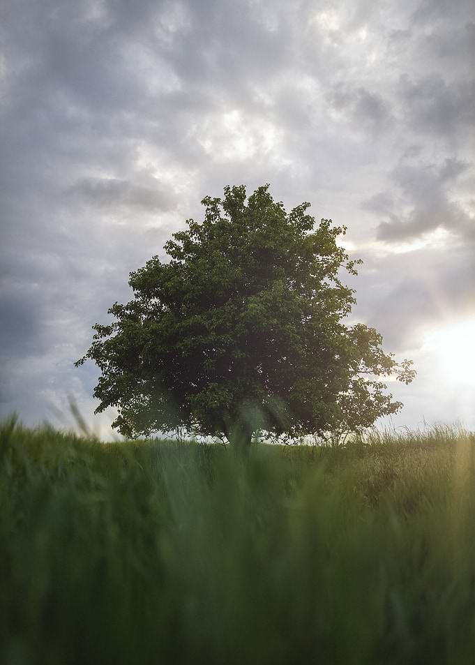 Single Tree Sunset