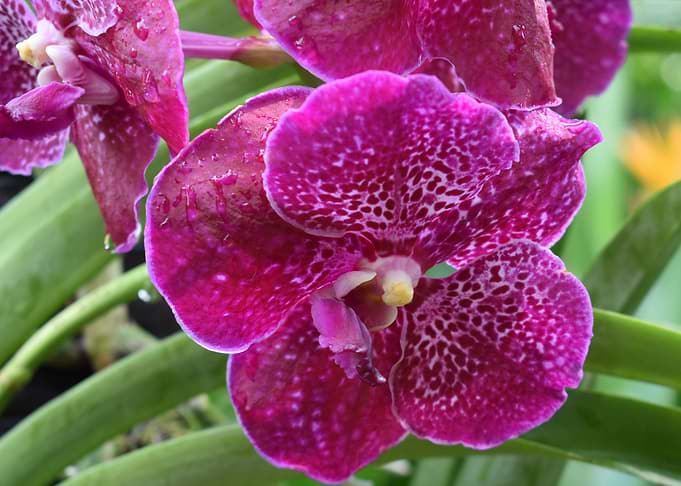 Orchid