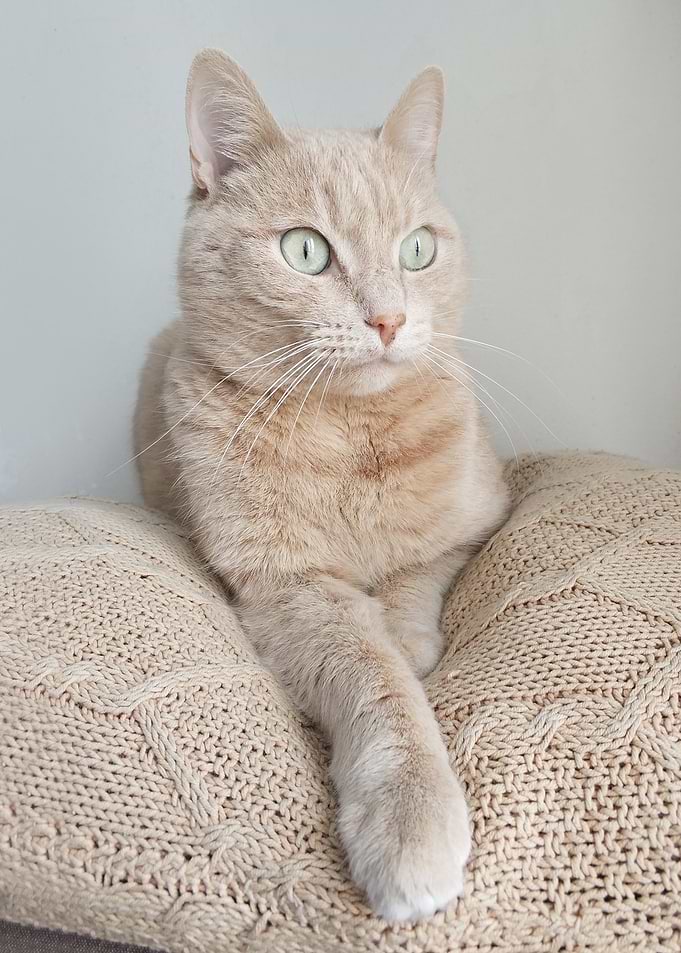 grey cat textile