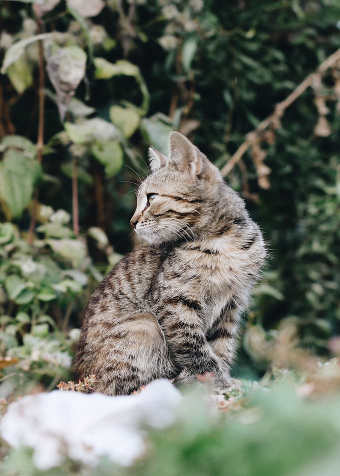 grass green leaves cat