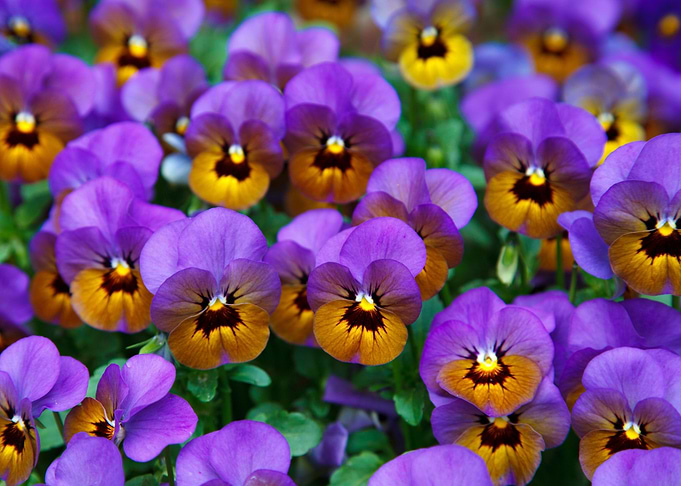 Little Lilac Pansies