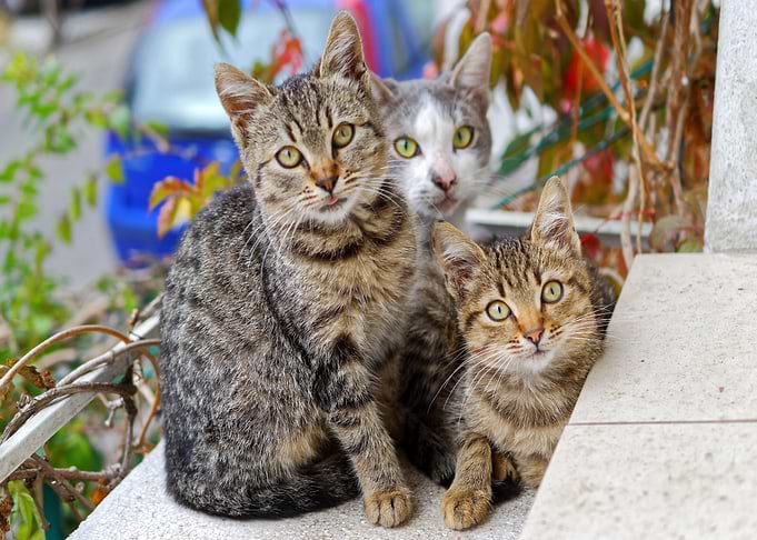 three cat grey white