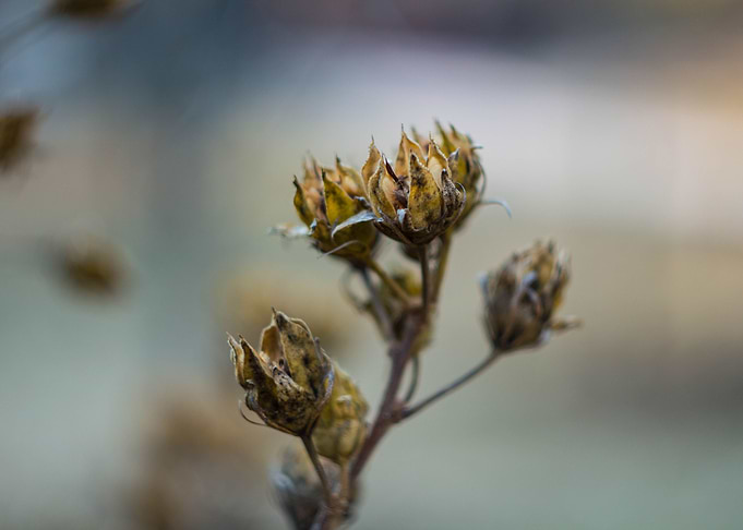 dead flower winter shoot
