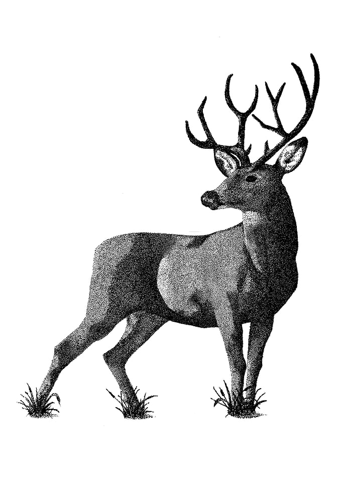 Mr Deer