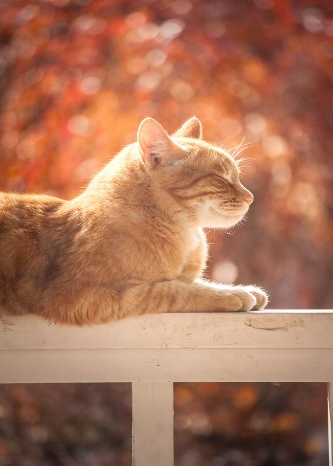 wooden cat orange