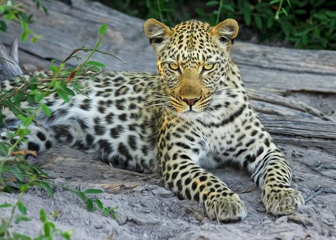 baby leopard