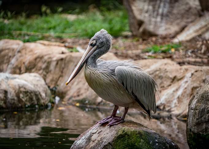 Lone Pelican