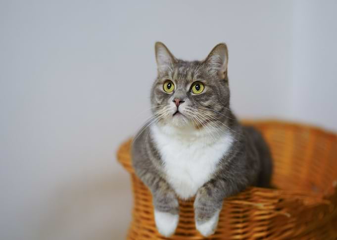 box grey cat