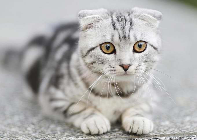 black white cat beautiful