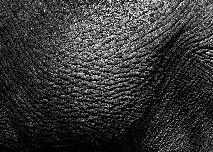 An elephant skin