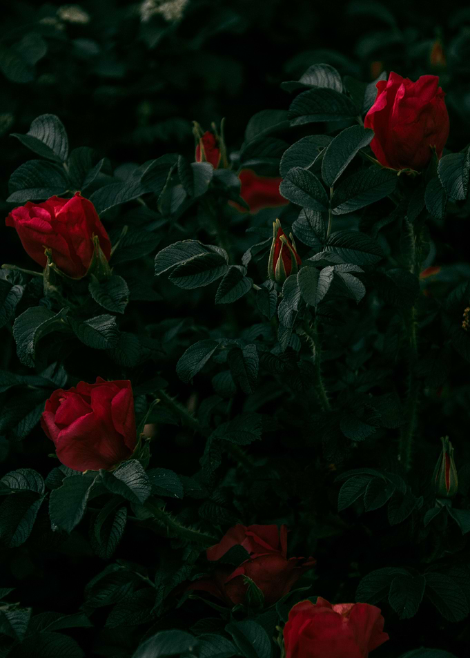 Red roses