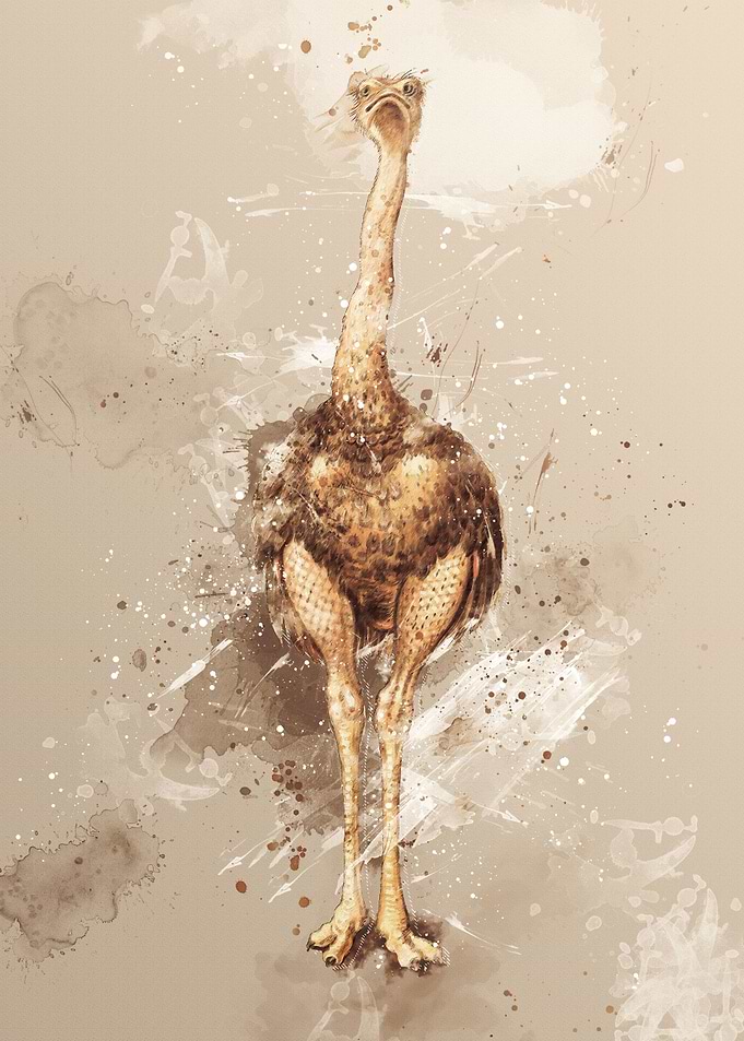 Ostrich Watercolor