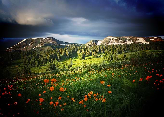 Flower Mountain