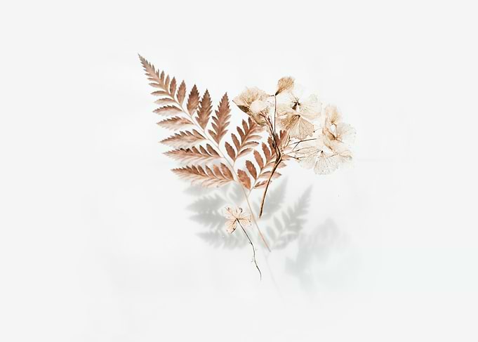 Brown ferns with leaves
