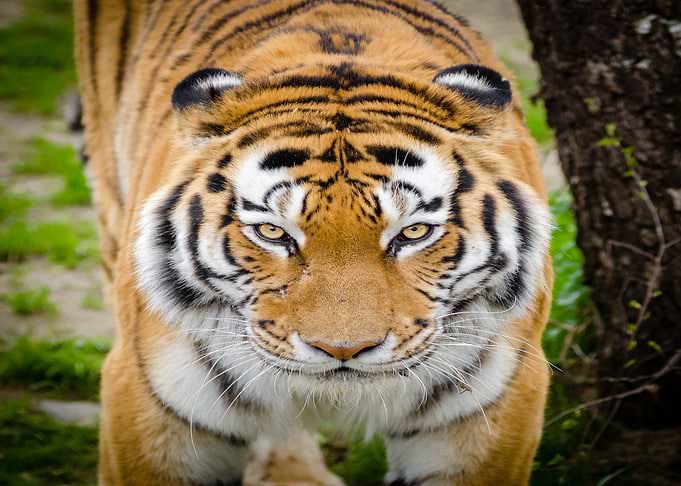 tiger graas