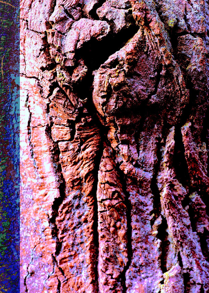 Wooden trippy tree stories