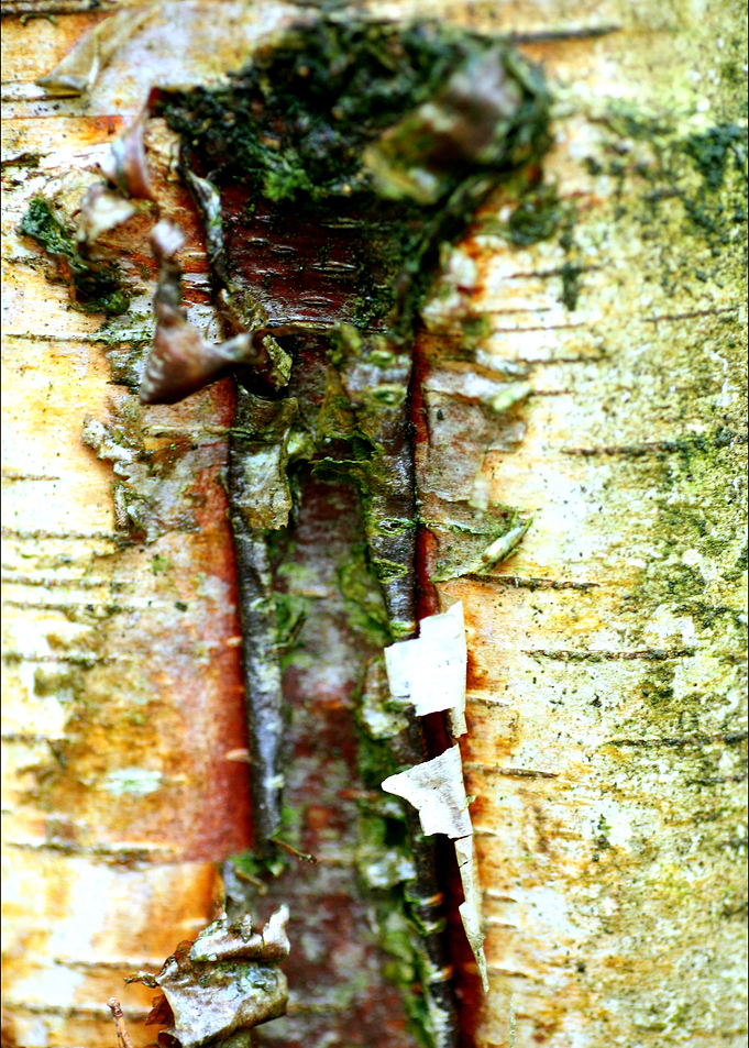 Wooden trippy tree stories