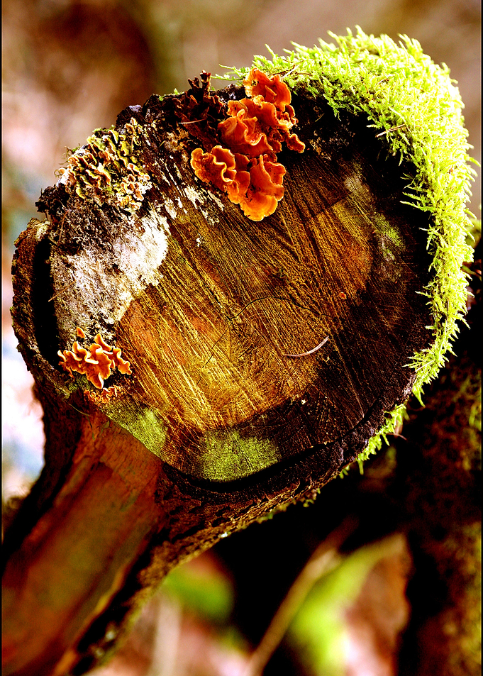 Wood trippy abstract macro