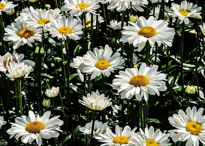 Summer Flowers