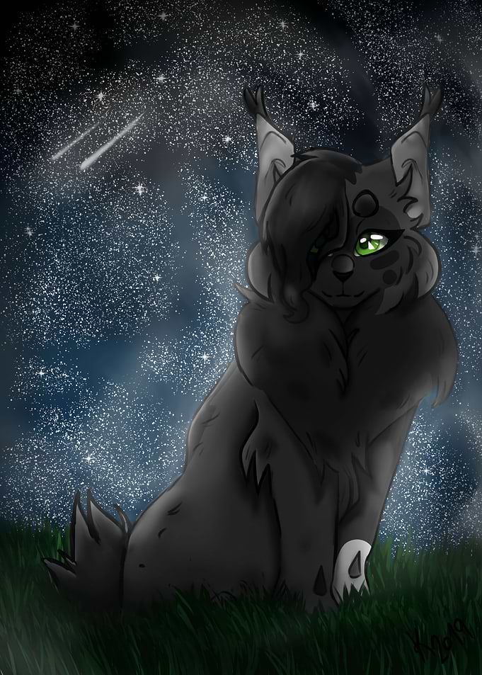 Cat in front of Star sky