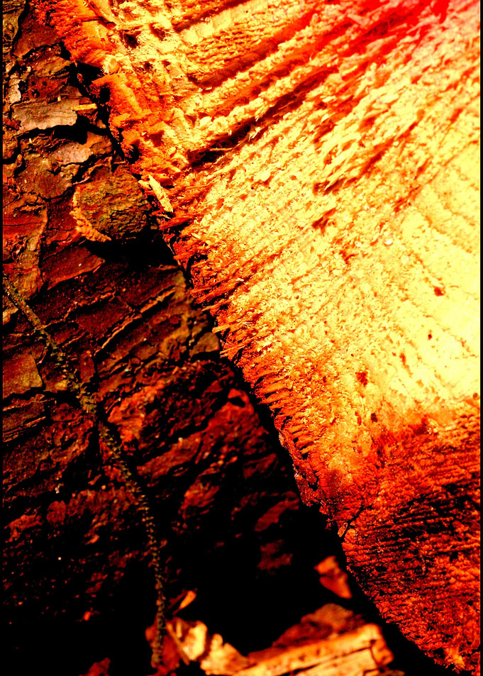 Wood trippy abstract macro