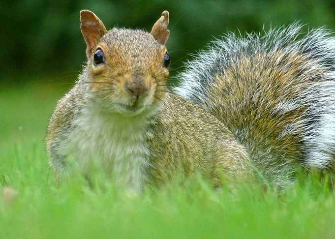 grey chipmunk