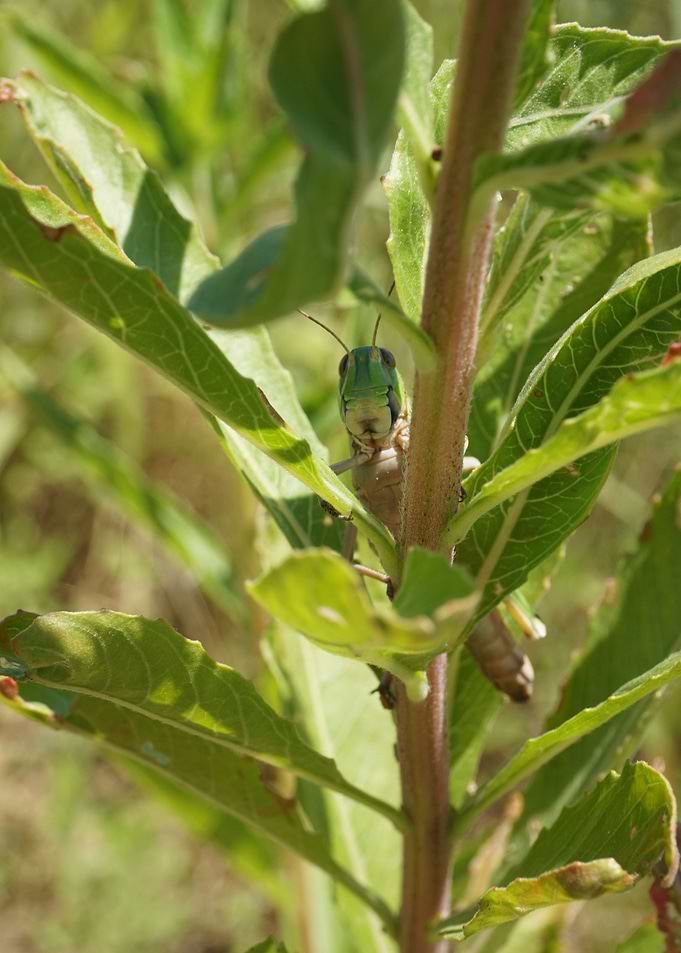 grasshopper