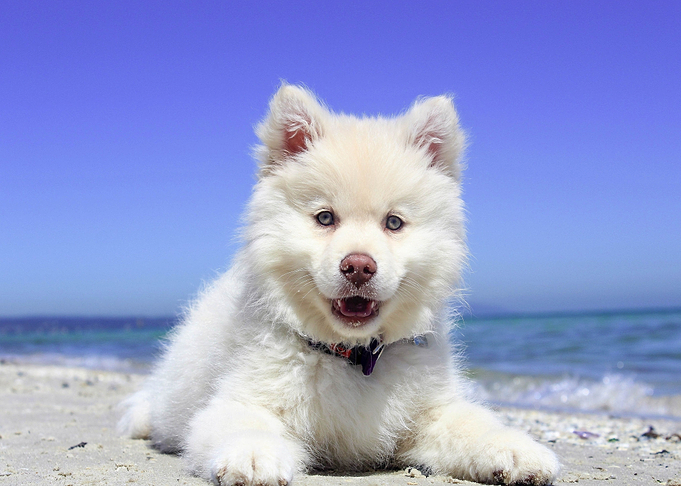 beach baby dog