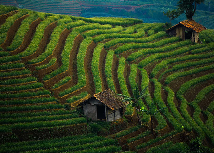 Beautiful Terracering