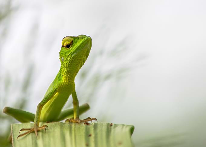 lizard