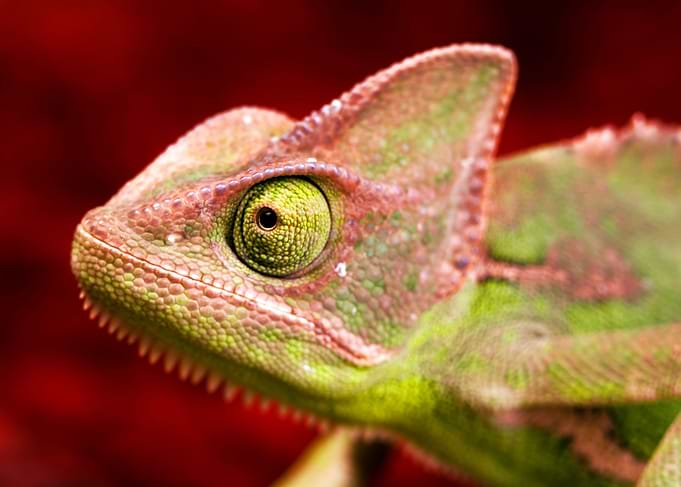 Chameleon