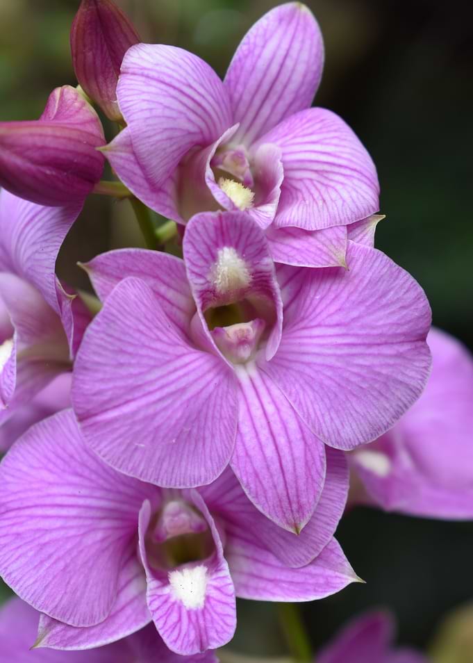 Orchid
