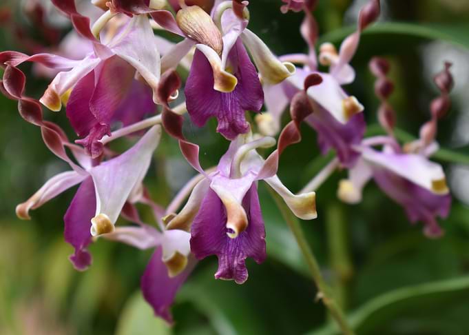 Orchid