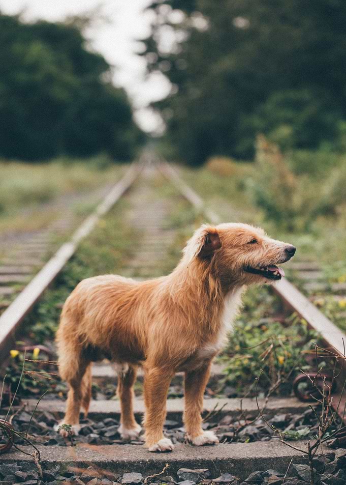 railroad brown baby dog