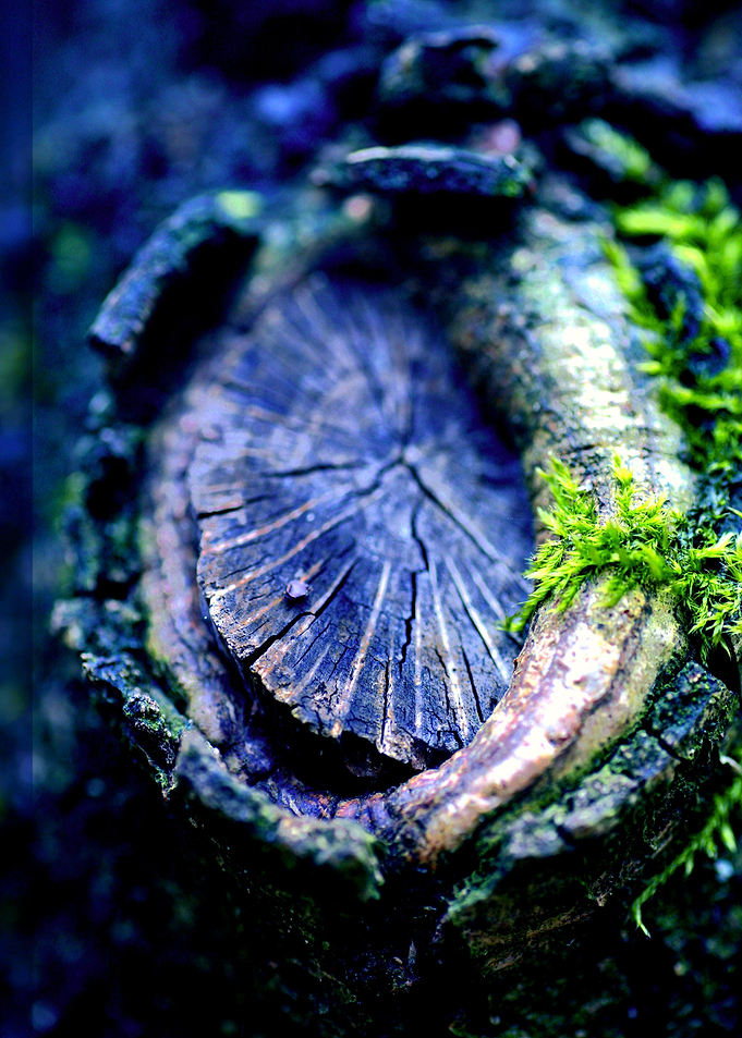 Wood trippy abstract macro