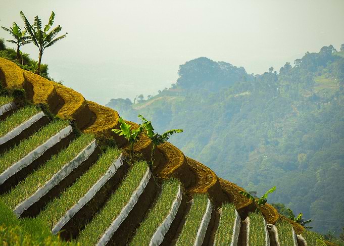 matcha terracering