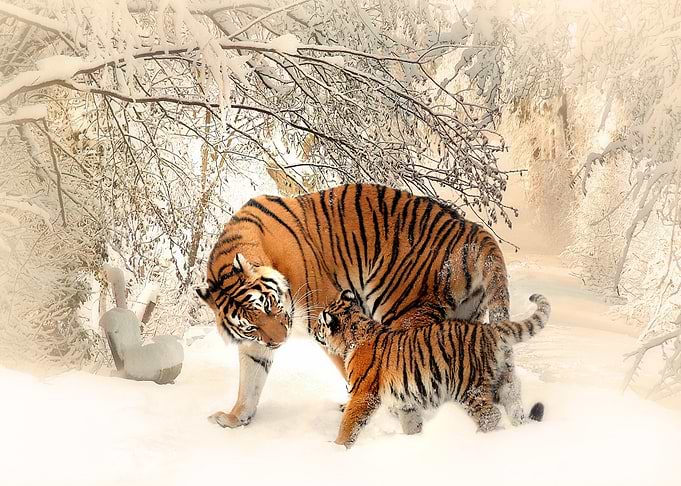 tiger two baby