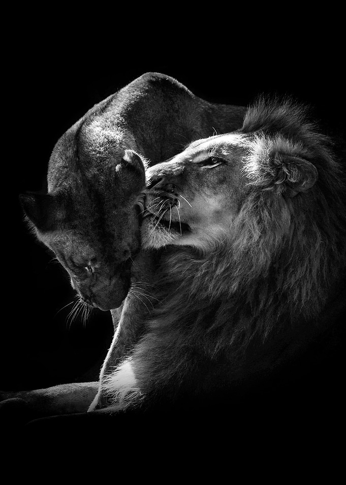 Lions Love black and white
