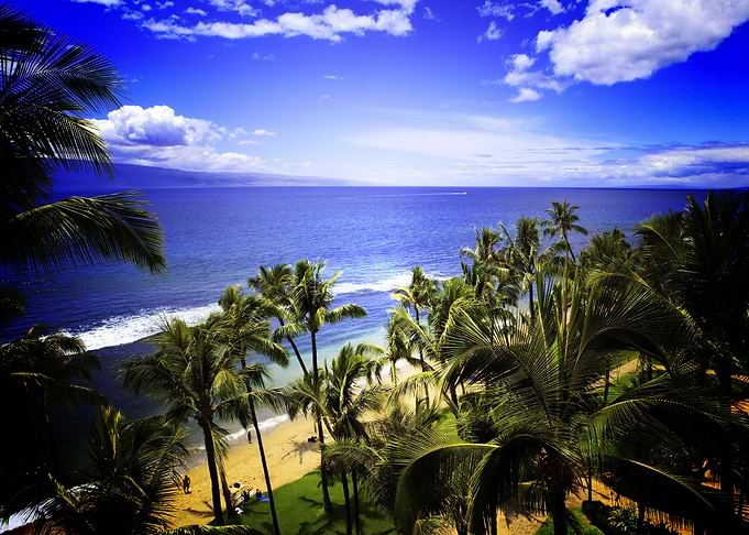 Earth Beach Sea Palm Tree