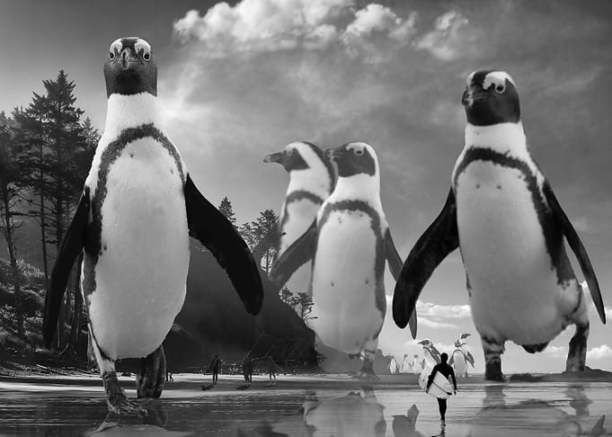 Walk of the Penguins